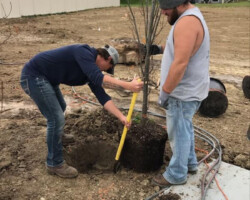 Tree Planting Omaha