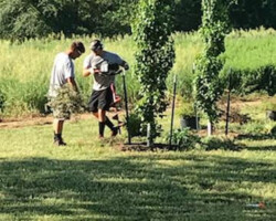 Tree Nursery Work